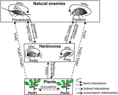 Exploring the Kairomone-Based Foraging Behaviour of Natural Enemies to Enhance Biological Control: A Review